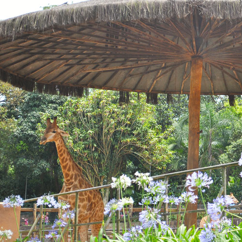 Como visitar o Zoológico de São Paulo ckturistando Como visitar o Zoológico de São Paulo ckturistando